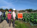 Bà con nông dân thăm quan mô hình tại xã Nhơn Hậu, TX An Nhơn