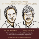 Giải Nobel Y sinh 2024 vinh danh phát minh RNA