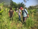 Chuyên gia hướng dẫn người dân trồng và chăm sóc cây Sa nhân tím