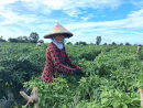 Nông dân đang thu hoạch ớt vụ Mùa năm 2026