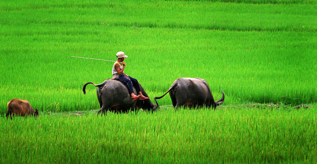 Hình ảnh con trâu gắn bó với làng quê Việt Nam bao đời nay