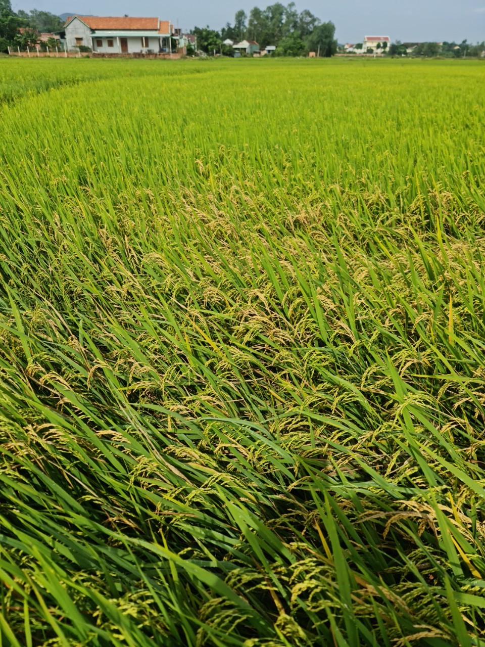 phong ray nau