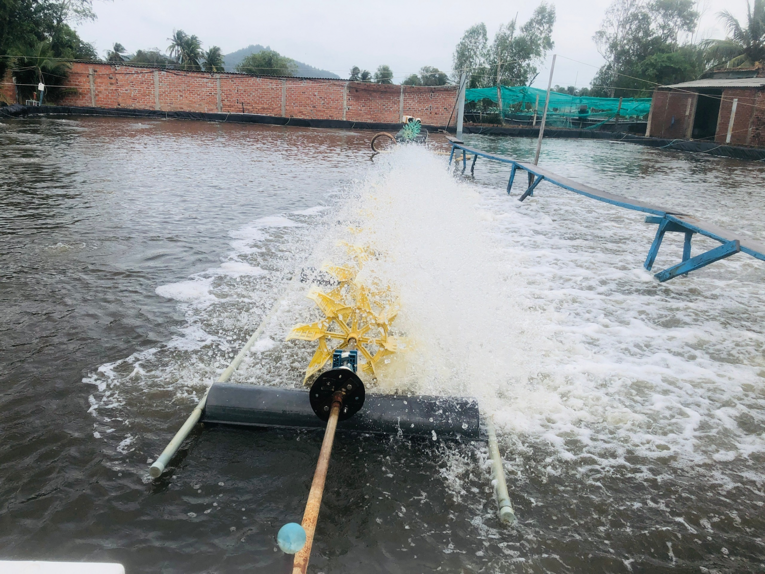 Xử lý nguồn nước ao nuôi tôm