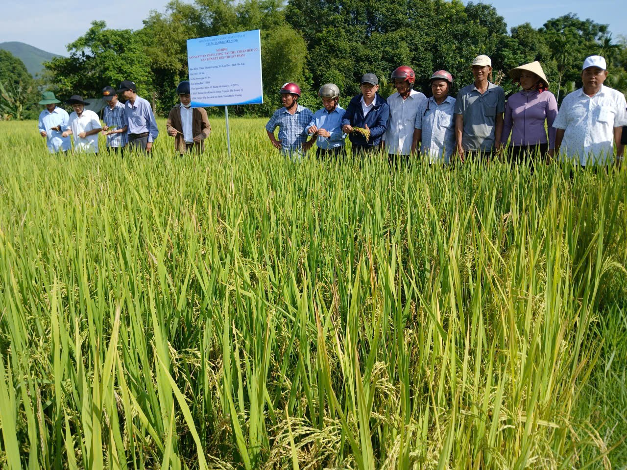 MH tại Vạn Đức, giống TBR1