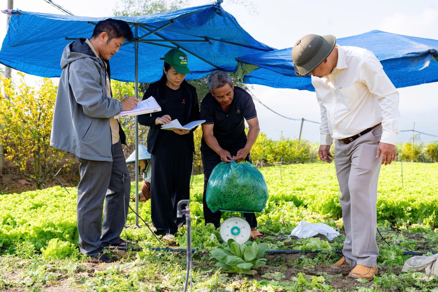 Dự án hỗ trợ người nông dânliên kết tiêu thụ sản phẩm rau với giá cả ổn định