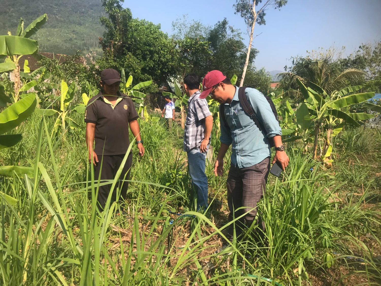 Chuyên gia hướng dẫn người dân trồng và chăm sóc cây Sa nhân tím