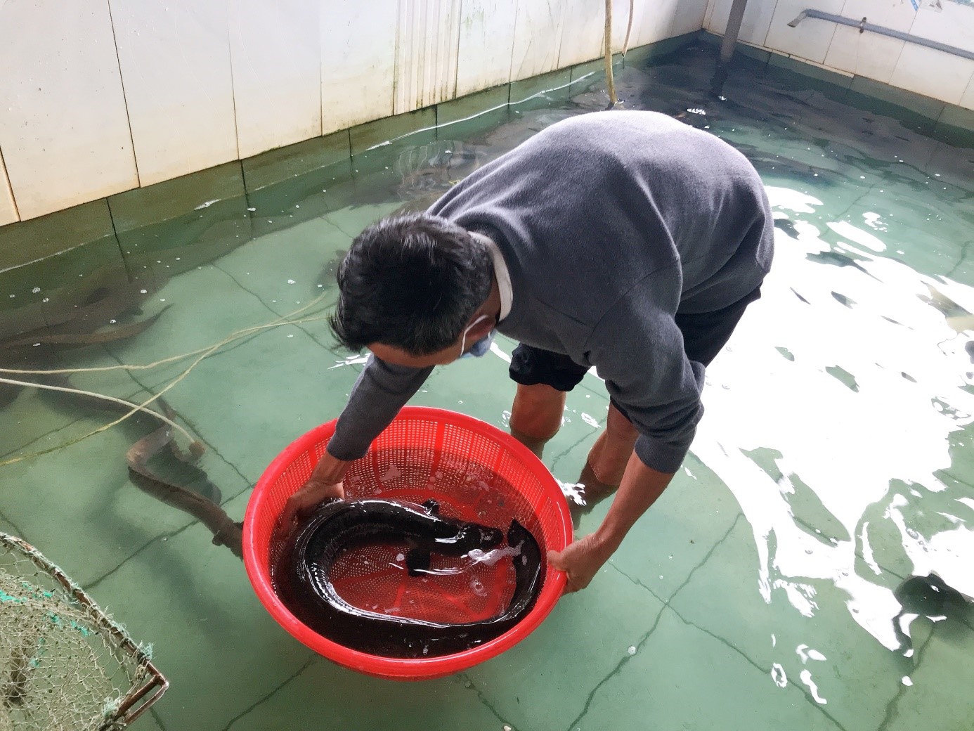 ca trinh bong 2